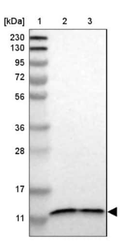 TMEM141 Antibody, Novus Biologicals 25 &mu;L; Unlabeled:Antibodies, Polyclonal